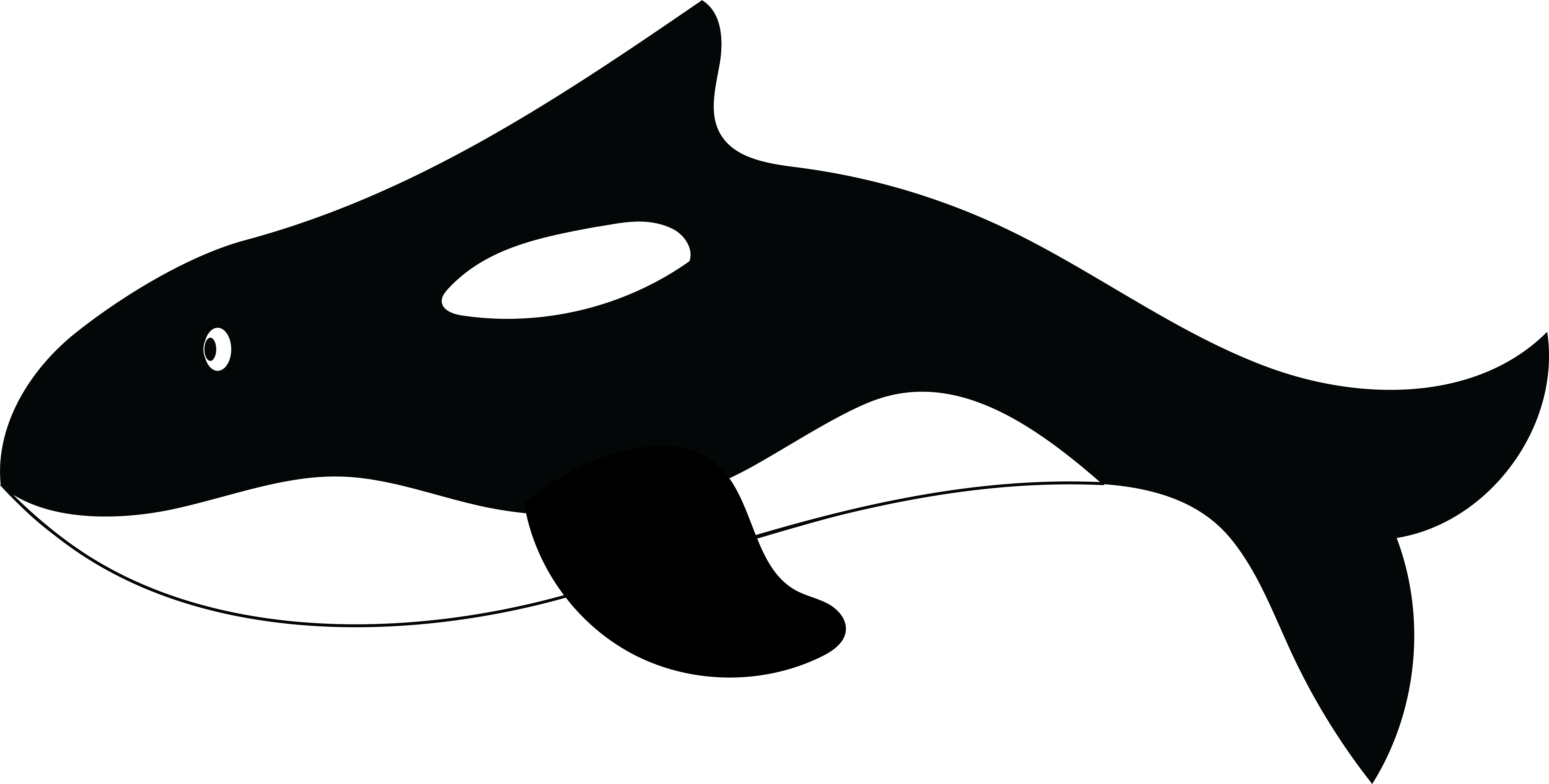 A killer whale